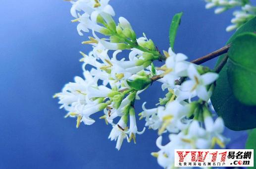 周公解梦梦见花是什么预兆