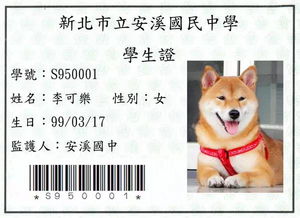 萌宠命名艺术探索可爱狗名字的文化灵感