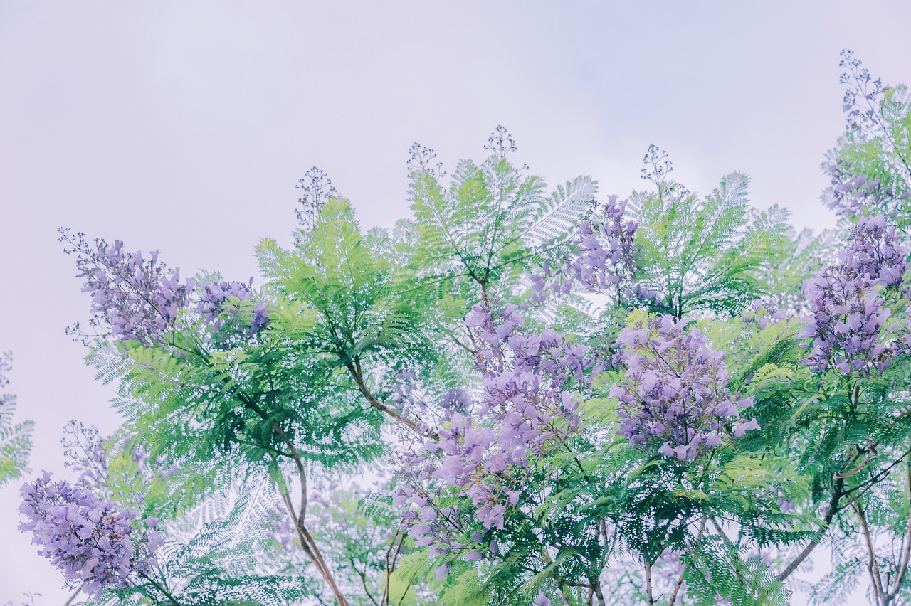 探析树欲静而风不止的深层寓意与命名艺术