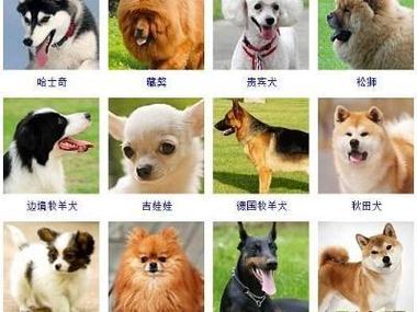 让你的狗狗拥有独特名字的文化之旅！