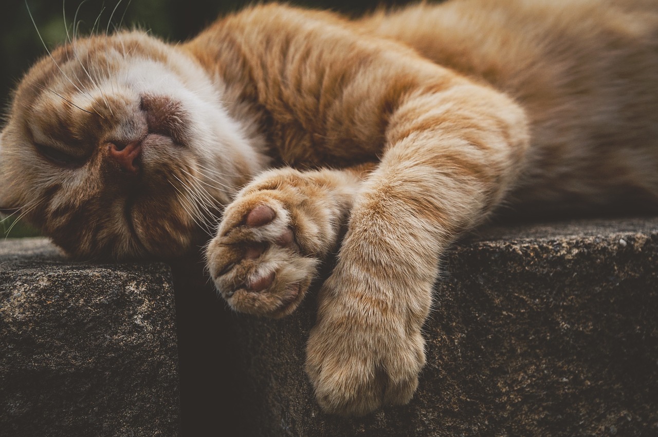 梦境中的神秘猫咪——大黄猫寓意与周易起名艺术