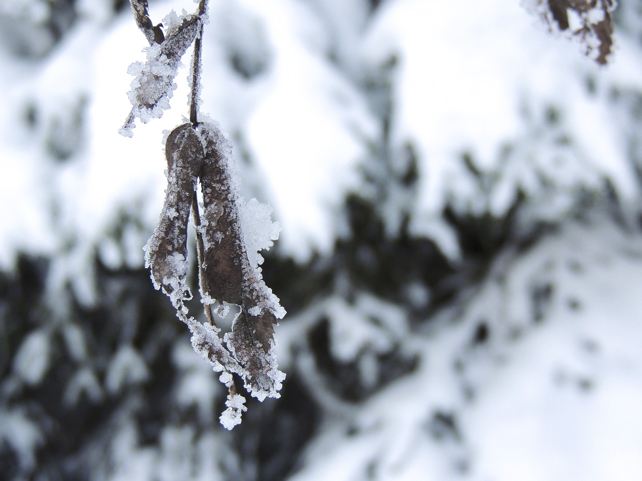 暴雨大暴雪近期将罕见同框，气候异常现象与影响分析